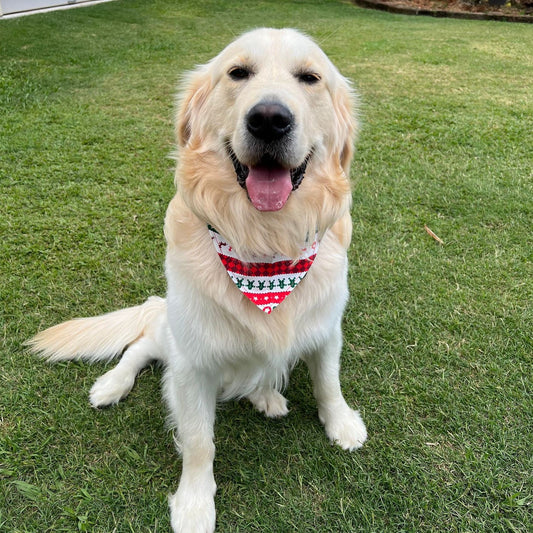 Golden retriever bandana