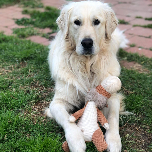 Plush Lion Dog Toy Teddy