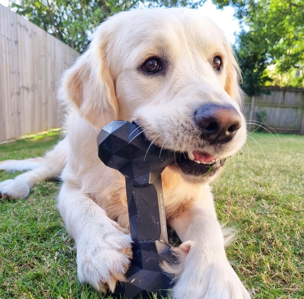 Dog Bone Toy Strong with holes