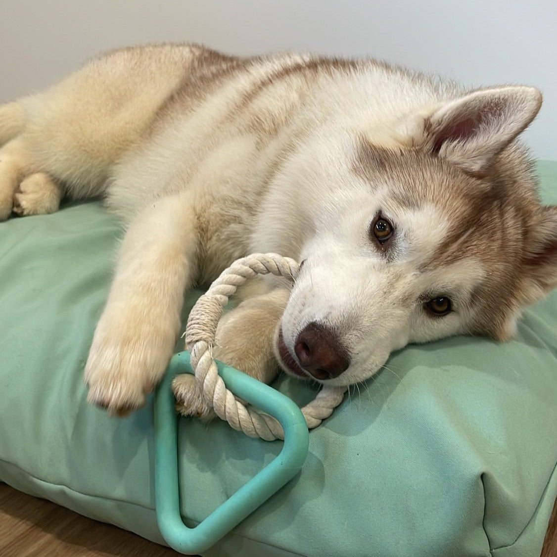 Gigi Triangle Pull Toy