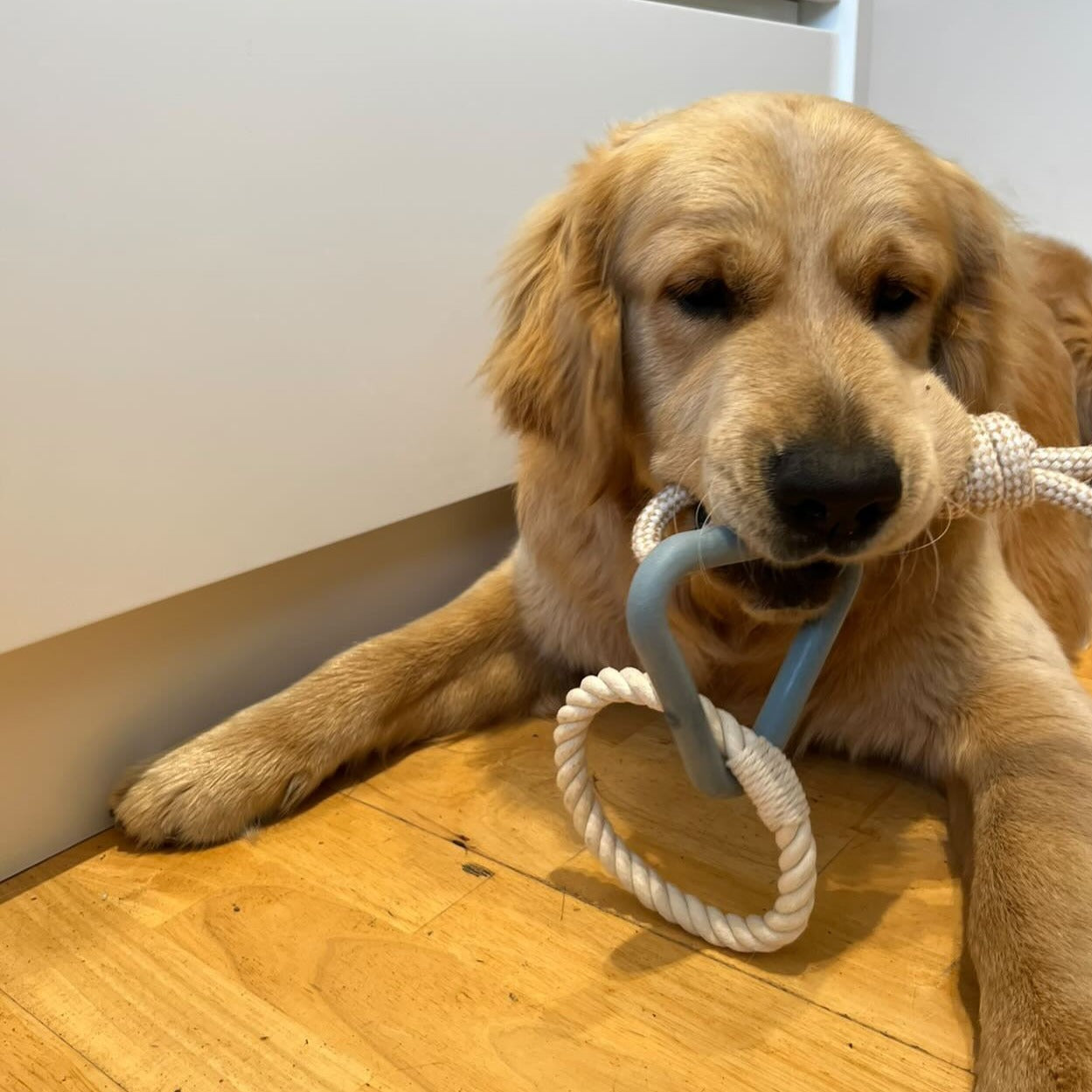 Navy Dog rope pull toy triangle