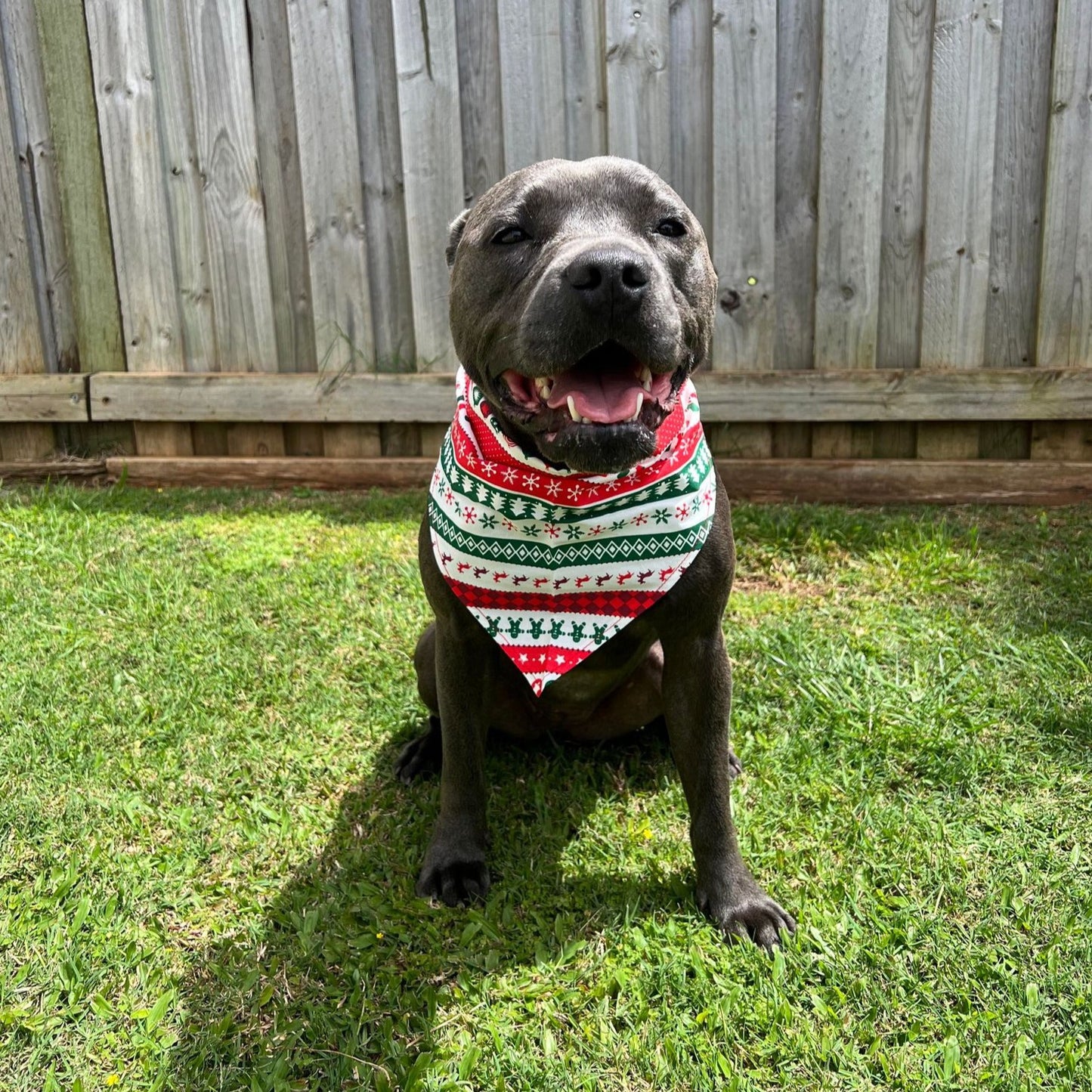 Christmas Bandana