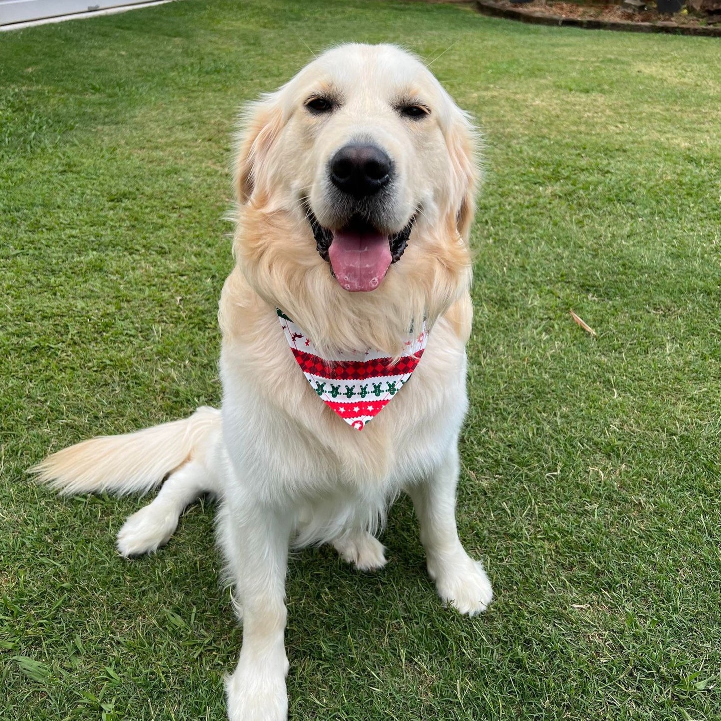 Christmas dog bandana golden retriever