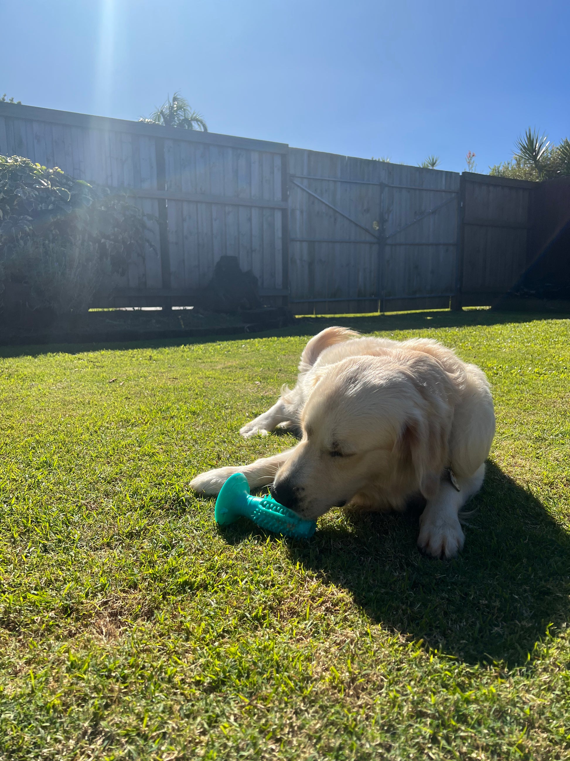 Squeeky suction dog teeth cleaning toy