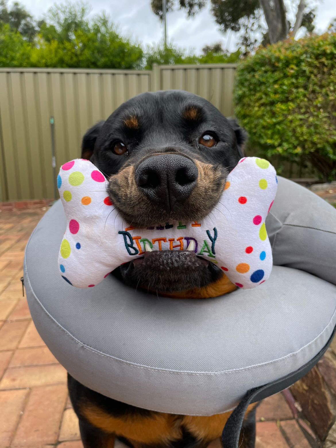 Birthday Bone