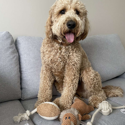 Dog Rope Toy Groodle
