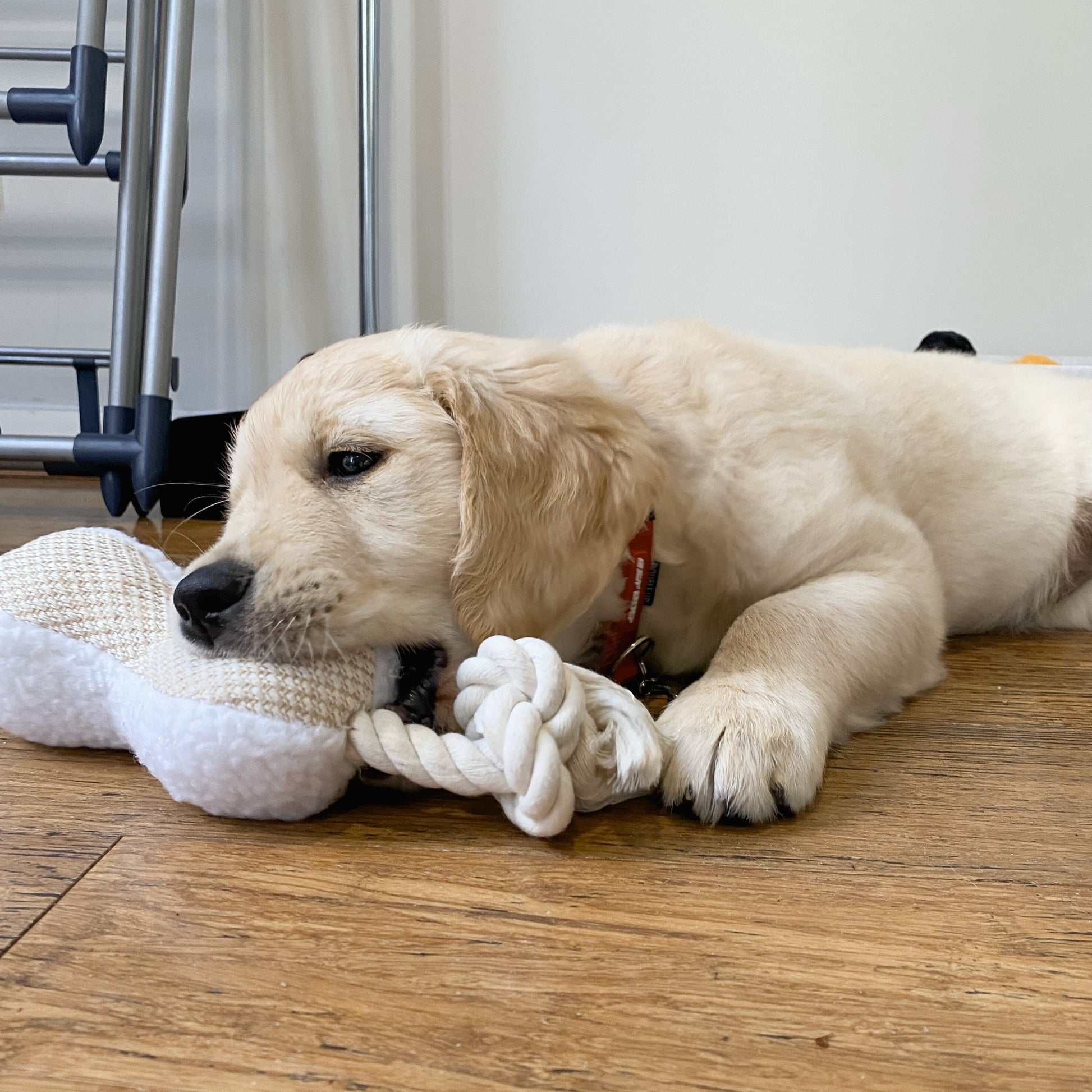 Plush dog toy with rope