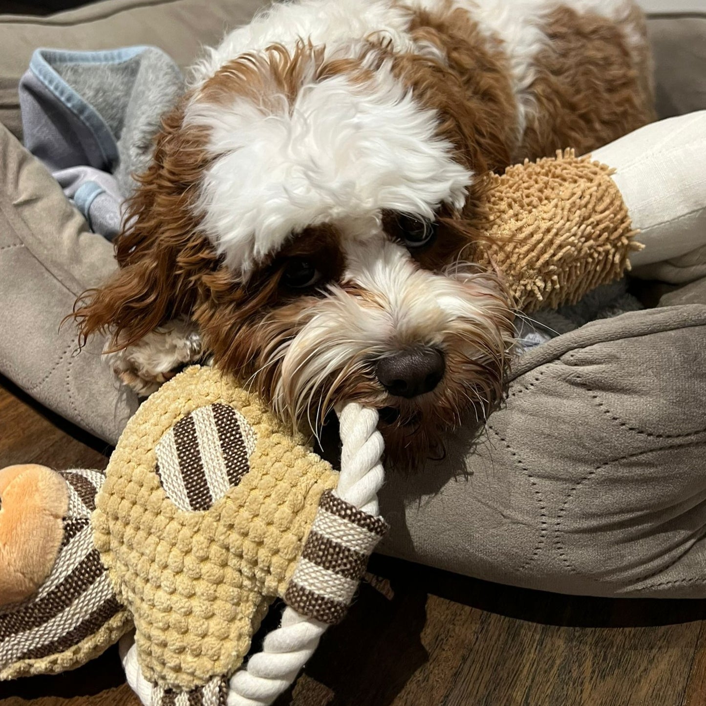 Dog teddy rope toy