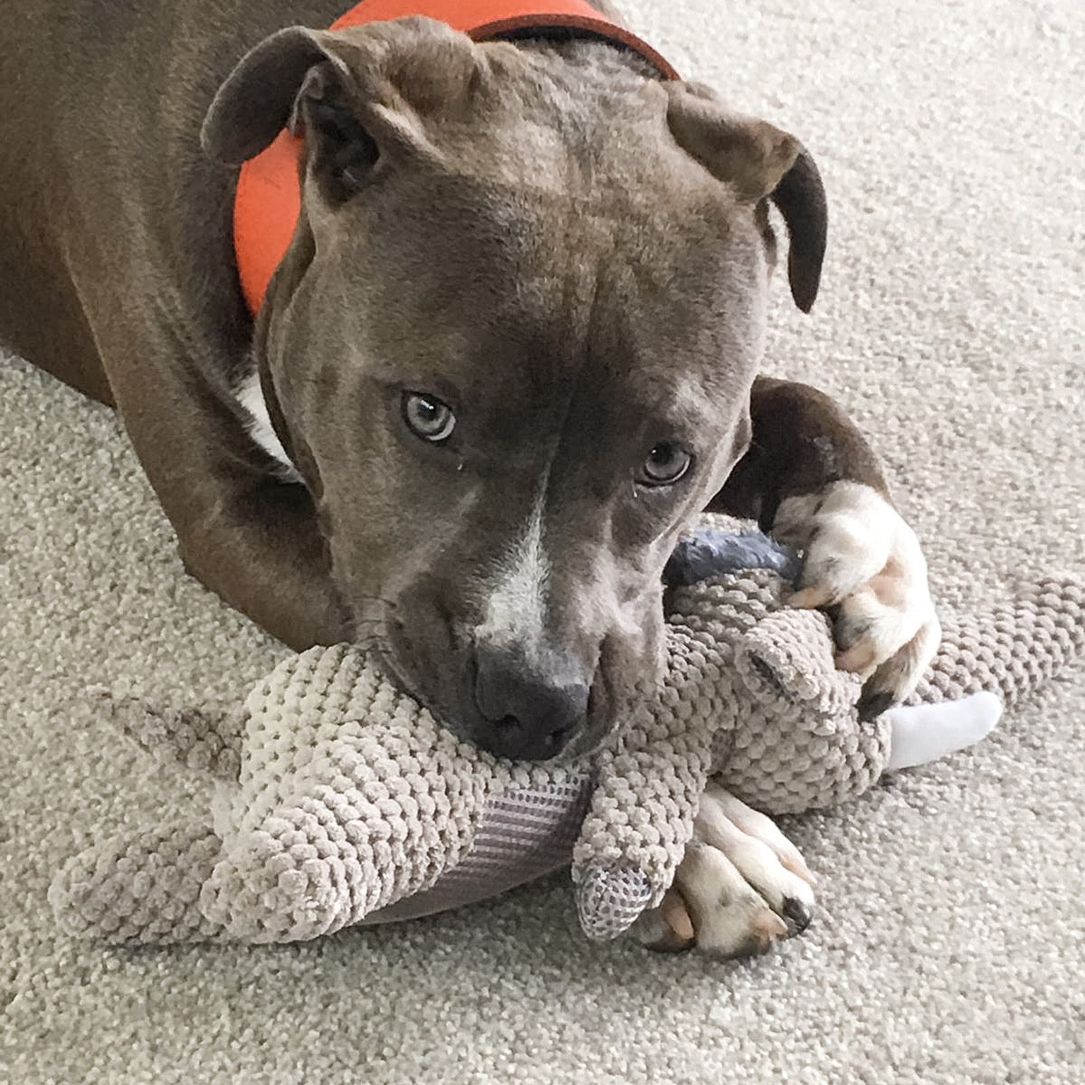 Elephant Dog Plush Teddy